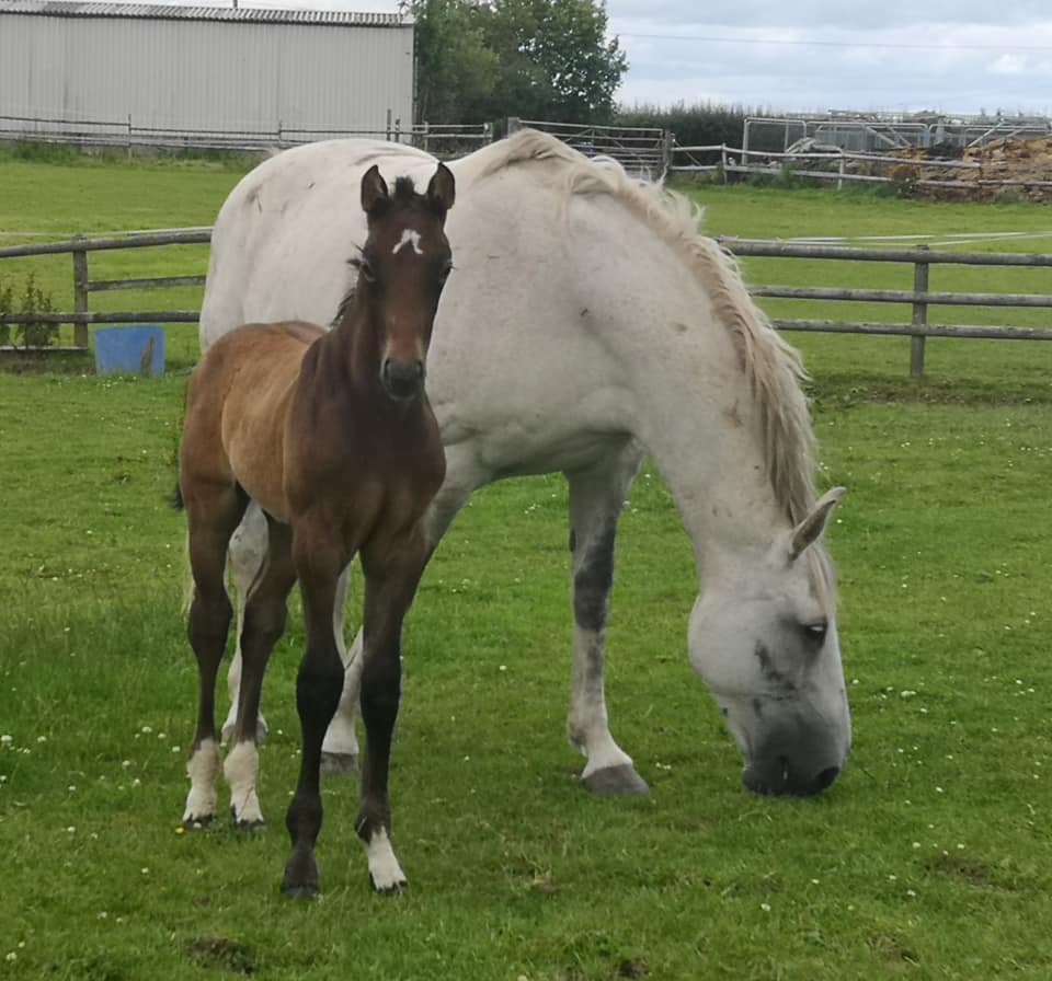 Warmblood Foals